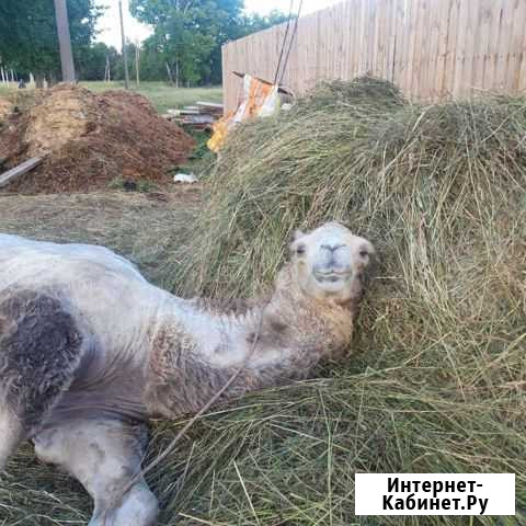 Верблюд Нижний Тагил - изображение 1