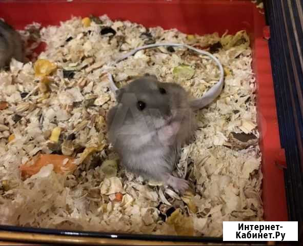 Хомячки Нижнекамск - изображение 1