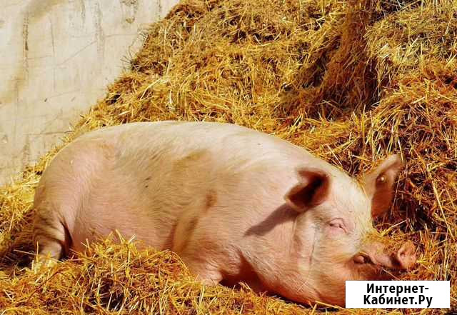 Продам домашнюю Свинину живым весом или забой Глушково - изображение 1