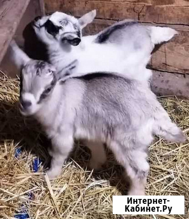 Продаются козы Ливенка - изображение 1