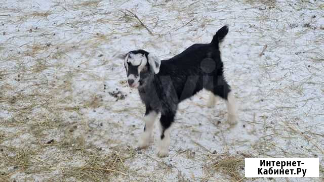 Козлики на племя Омск - изображение 1