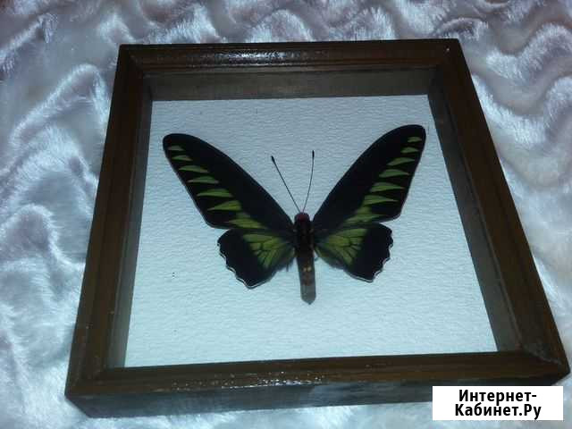 Бабочка в деревянной рамке. Trogonoptera Brookiana Красноярск - изображение 1