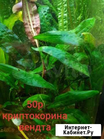Аквариумные растения Москва - изображение 1