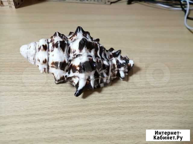 Ракушки Уфа - изображение 1