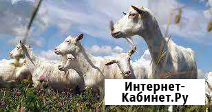 Комоловские Сочи - изображение 1