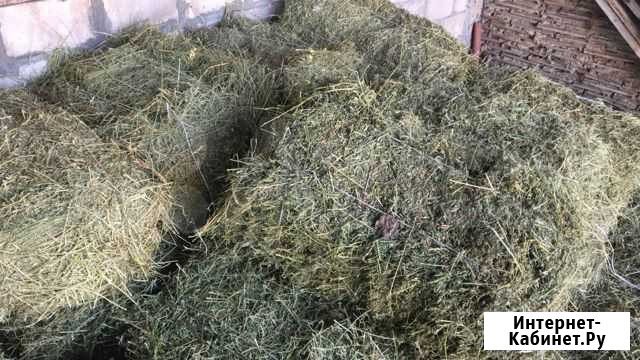 Люцерн Урус-Мартан - изображение 1