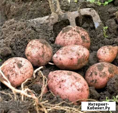 Отборный картофель, редька Бийск - изображение 1