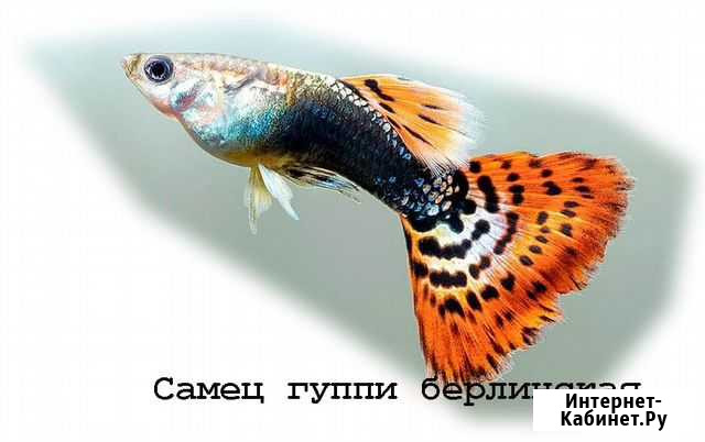 Гуппи Новосибирск - изображение 1