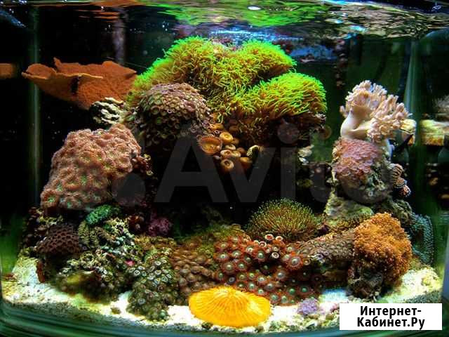 Морской аквариум Воронеж - изображение 1