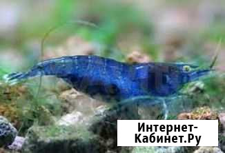 Креветки Лабинск - изображение 1