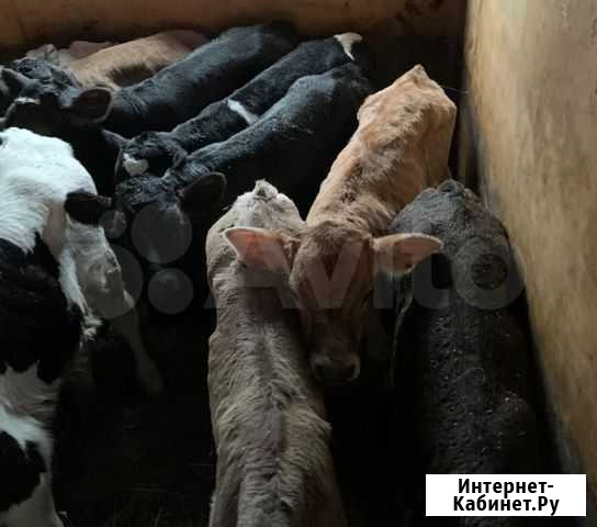 Бычки и телочки Старая Полтавка - изображение 1