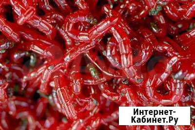 Наживка для рыбалки Толбазы - изображение 1
