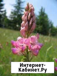 Сено эспарцет Карабаш - изображение 1