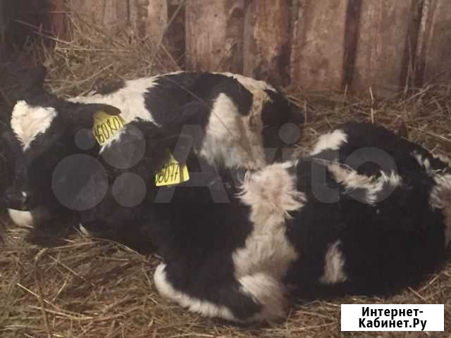 Продам телят Крапивинский - изображение 1