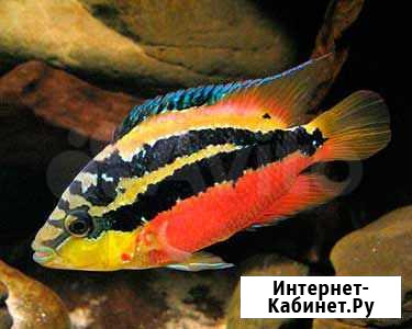 Цихлиды, креветки, тритоны и другие виды рыбок Королев - изображение 1