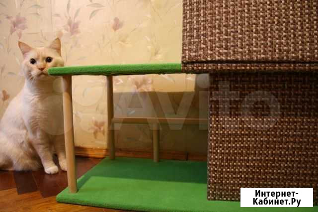 Дом для кота и маленькой собачки Санкт-Петербург - изображение 1