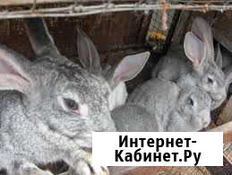 Продаются кролики  великаны Туапсе - изображение 1