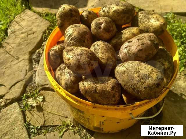 Картофель вкусный Красноярск - изображение 1