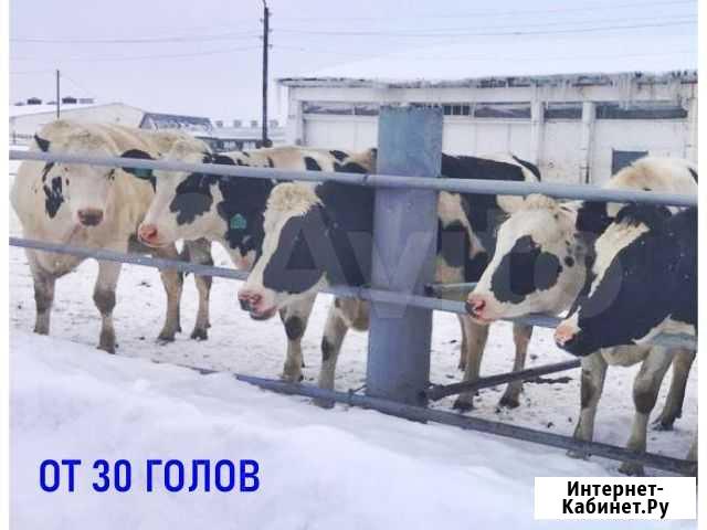Нетели племенные молочные высокий удой Ловозеро - изображение 1