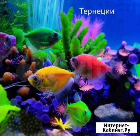 Аквариумные рыбки, хороший выбор и качество Москва - изображение 1