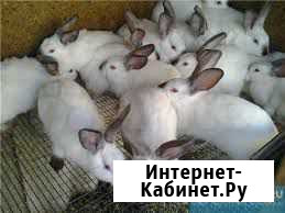 Продам крольчат Владимир - изображение 1