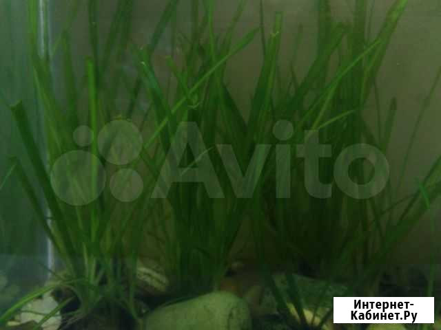 Водоросли Воронеж - изображение 1