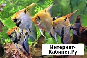 Скалярии - Тигровые, Золотистые Качканар - изображение 1