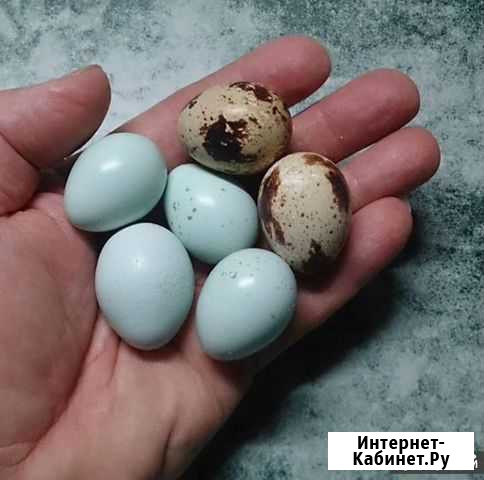 Акция на перепелиные яйца и мясо перепелов Обнинск - изображение 1