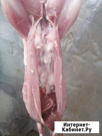 Продам мясо кролика Миасс - изображение 1