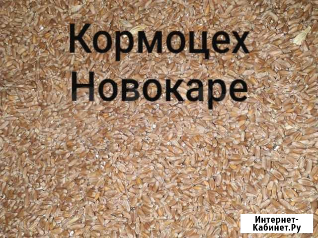 Кормоцех, пшеница, кукуруза, корма Бабаюрт - изображение 1