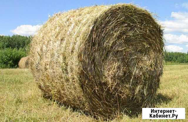 Продам сено Томск - изображение 1