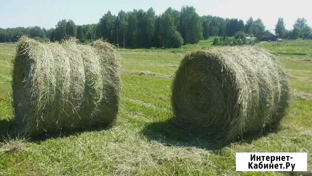 Сено Балтаси - изображение 1