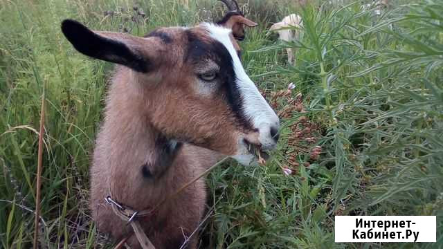 Козье молоко. Доставка до квартиры Саратов - изображение 1