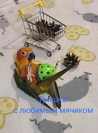 Аратинга солнечный птенец выкормыш от заводчика Москва