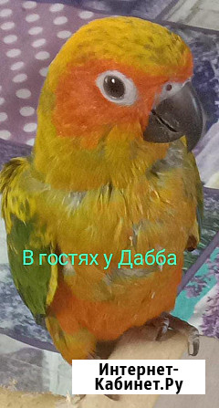 Аратинга солнечный птенец выкормыш от заводчика Тула - изображение 1