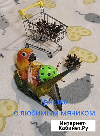 Аратинга солнечный птенец выкормыш от заводчика Москва - изображение 1