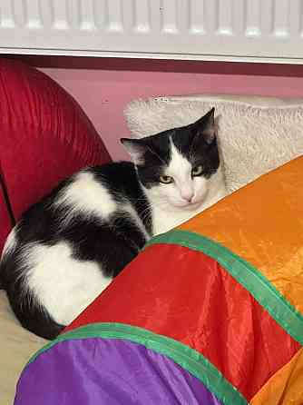 Котик Братик в добрые руки Москва