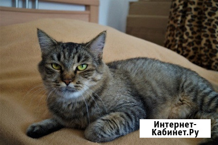 Спокойная и добрая кошка Анфиса в добрые руки Москва - изображение 1