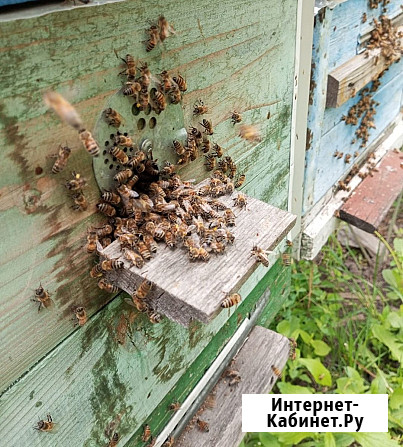 Пчёлы - соберу пчелопакеты Курск - изображение 1