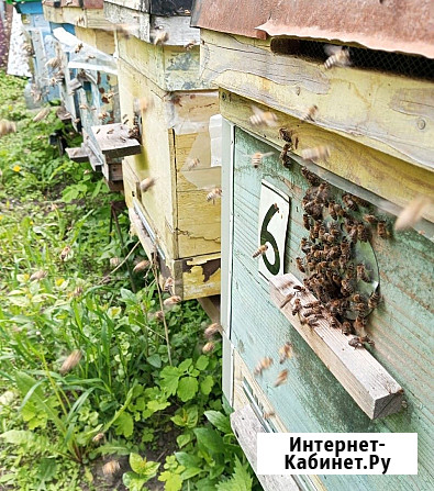 Пчёлы - соберу пчелопакеты Курск - изображение 3