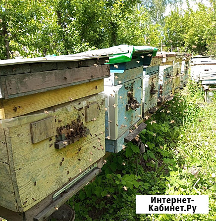 Пчёлы - соберу пчелопакеты Курск - изображение 4