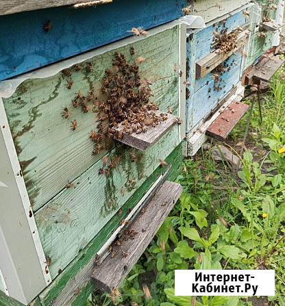 Пчёлы - соберу пчелопакеты Курск - изображение 2