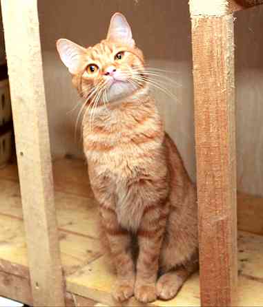 Рыжий Серафим, юный котик в добрые руки Калуга