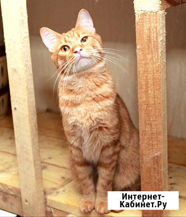 Рыжий Серафим, юный котик в добрые руки Калуга - изображение 4