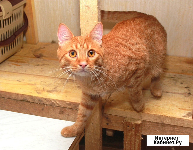 Рыжий Серафим, юный котик в добрые руки Калуга - изображение 2