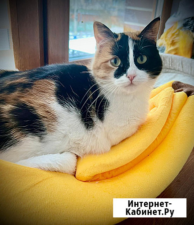 Милая и душевная кошка Майя в добрые руки Москва - изображение 2