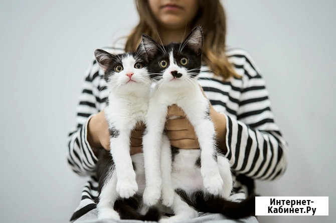 Котята брат и сестра в добрые руки Москва - изображение 3