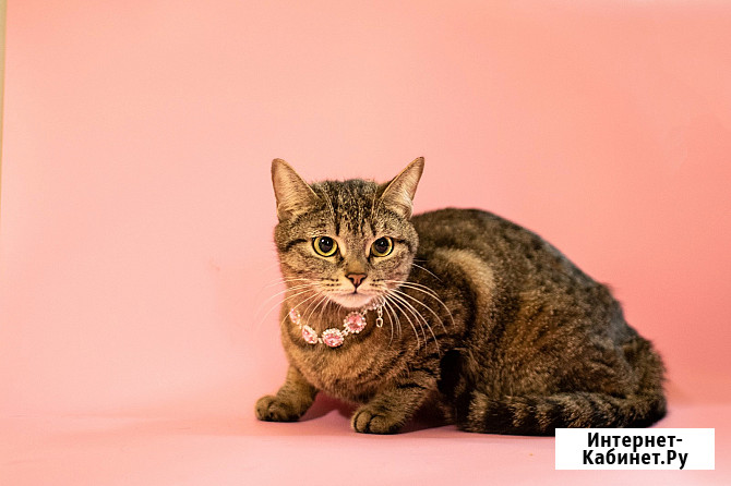 Трогательная кошка Миринда в добрые руки Москва - изображение 4