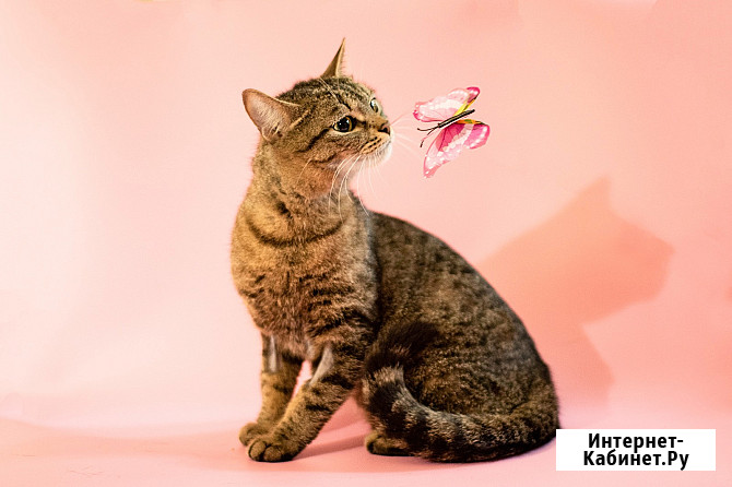 Трогательная кошка Миринда в добрые руки Москва - изображение 3