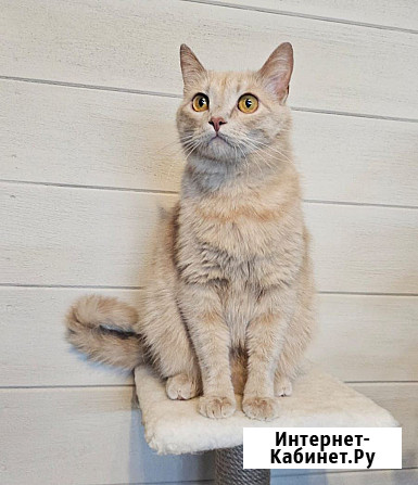 Молодой котик Чупа-Чупс в добрые руки Москва - изображение 1